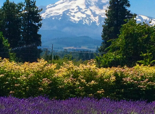 Prime Location for Every Season with Mt. Hood View