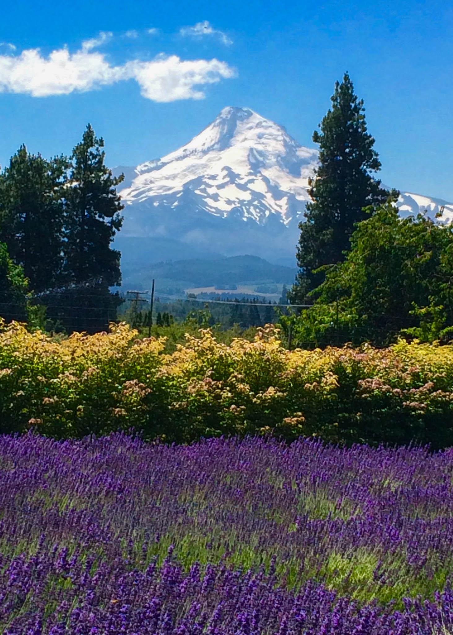 Prime Location for Every Season with Mt. Hood View
