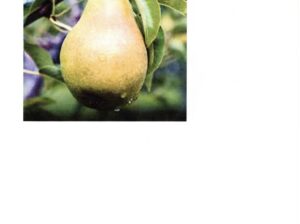 Organic Bartlett Pears for Sale