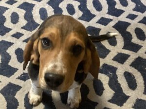 Baby Beagle!!!