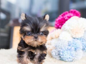 teacup Yorkie Puppies Available for sale