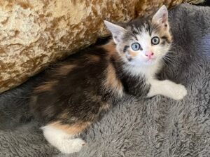 Lovable calico kitten about 10 weeks old.