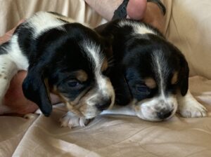 Coming soon – Baby Beagles