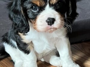 Cavalier King Charles Spaniels