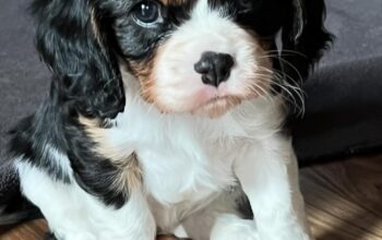 **PRICE REDUCED** -Cavalier King Charles Spaniels