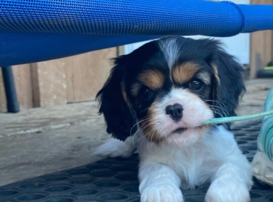 Cavalier King Charles Spaniels