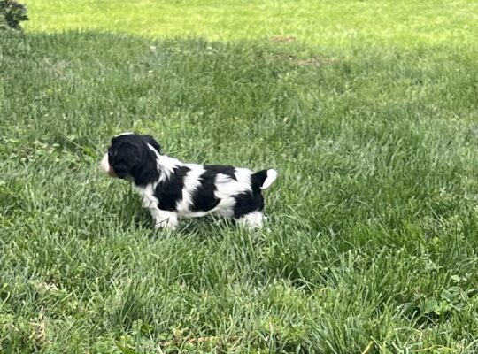 **PRICE REDUCED** -Cavalier King Charles Spaniels