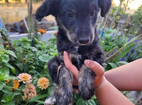 Mini Australian Shepherd mix pups