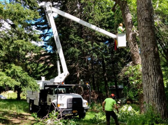 Tree Service Help Wanted