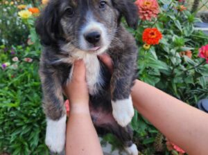 Mini Australian Shepherd mix pups