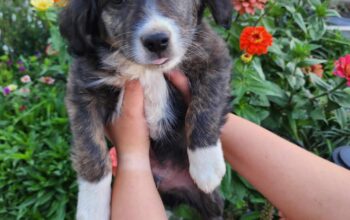 Mini Australian Shepherd mix pups