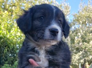 Mini Australian Shepherd mix pups