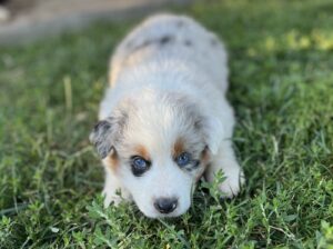 Australian Shepherd Puppies