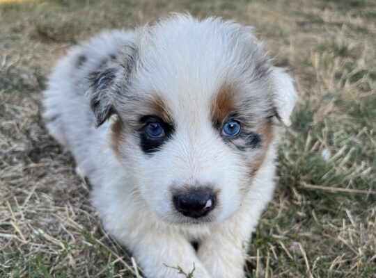 Australian Shepherd Puppies