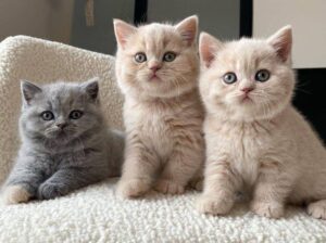 Available tiny munchkin kitten