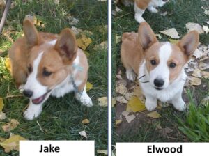 AKC Pembroke Welsh Corgi pup