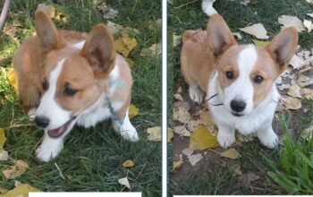 AKC Pembroke Welsh Corgi pup