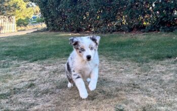 Australian Shepherd Puppy