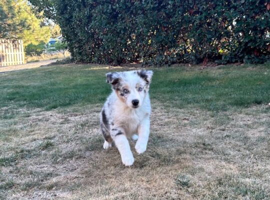 Australian Shepherd Puppy