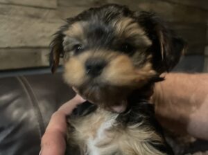 Yorkie Puppies