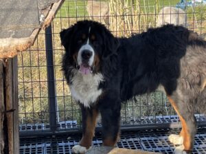 Bernese mountain dog intact male