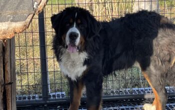 Bernese mountain dog intact male