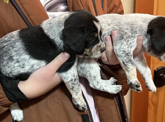 Blue Spaniel Puppies