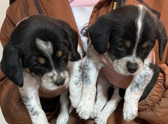 Blue Spaniel Puppies