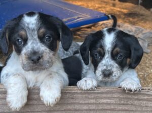 Blue Spaniel Puppies