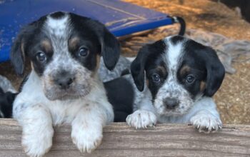 Blue Spaniel Puppies