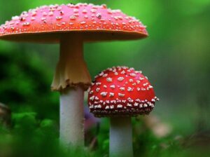 Wanted: ticket to Stevenson Mushroom Gala 10/18