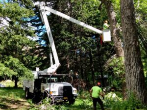 Tree Service workers needed