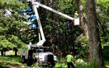 Tree Service workers needed