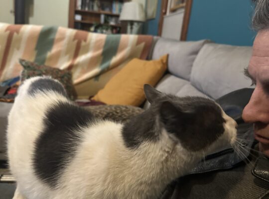 Beautiful and loving cat to a good home.