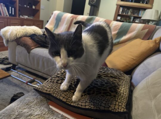 Beautiful and loving cat to a good home.