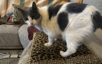 Super-loving Kitty needs a home!