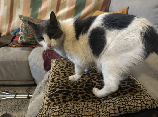 Super-loving Kitty needs a home!