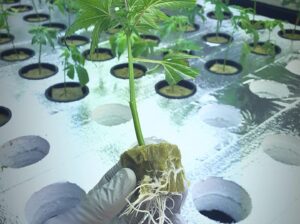 Help Wanted – Cannabis Production Staff