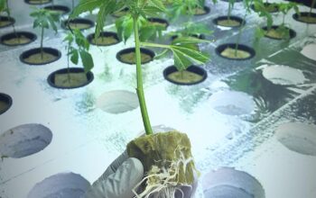 Help Wanted – Cannabis Production Staff