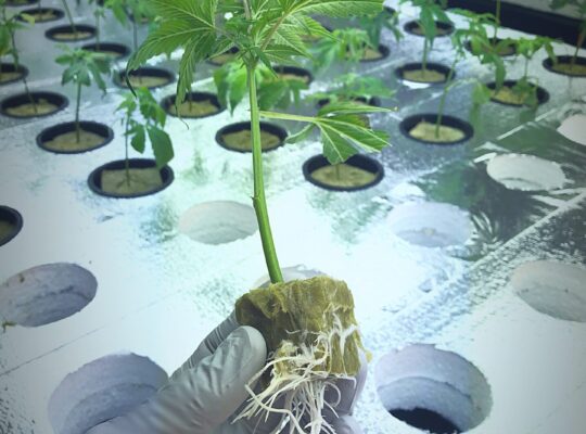 Help Wanted – Cannabis Production Staff