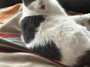 Beautiful and loving cat to a good home.