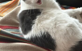 Beautiful and loving cat to a good home.