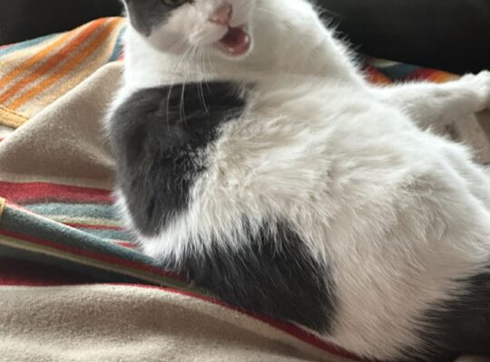 Beautiful and loving cat to a good home.