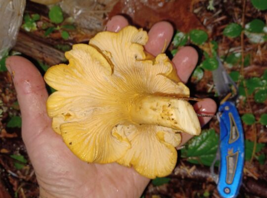 Fresh local CHANTERELLE mushrooms, foraged 11/28