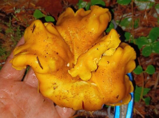 Fresh local CHANTERELLE mushrooms, foraged 11/28
