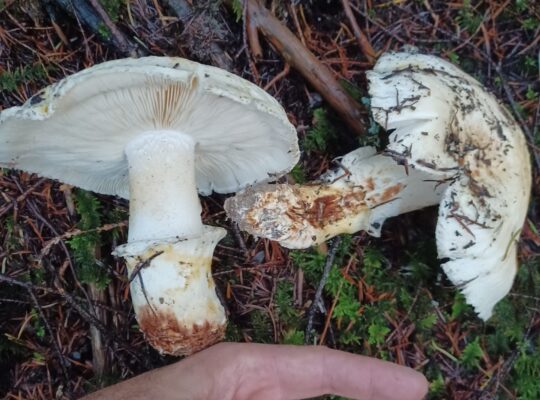Fresh local CHANTERELLE mushrooms, foraged 11/28