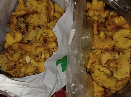 Fresh local CHANTERELLE mushrooms, foraged 11/28
