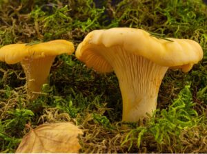 Fresh local CHANTERELLE mushrooms, foraged 11/28