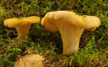 Fresh local CHANTERELLE mushrooms, foraged 11/28