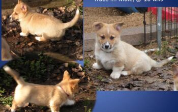AKC Pembroke Corgi male